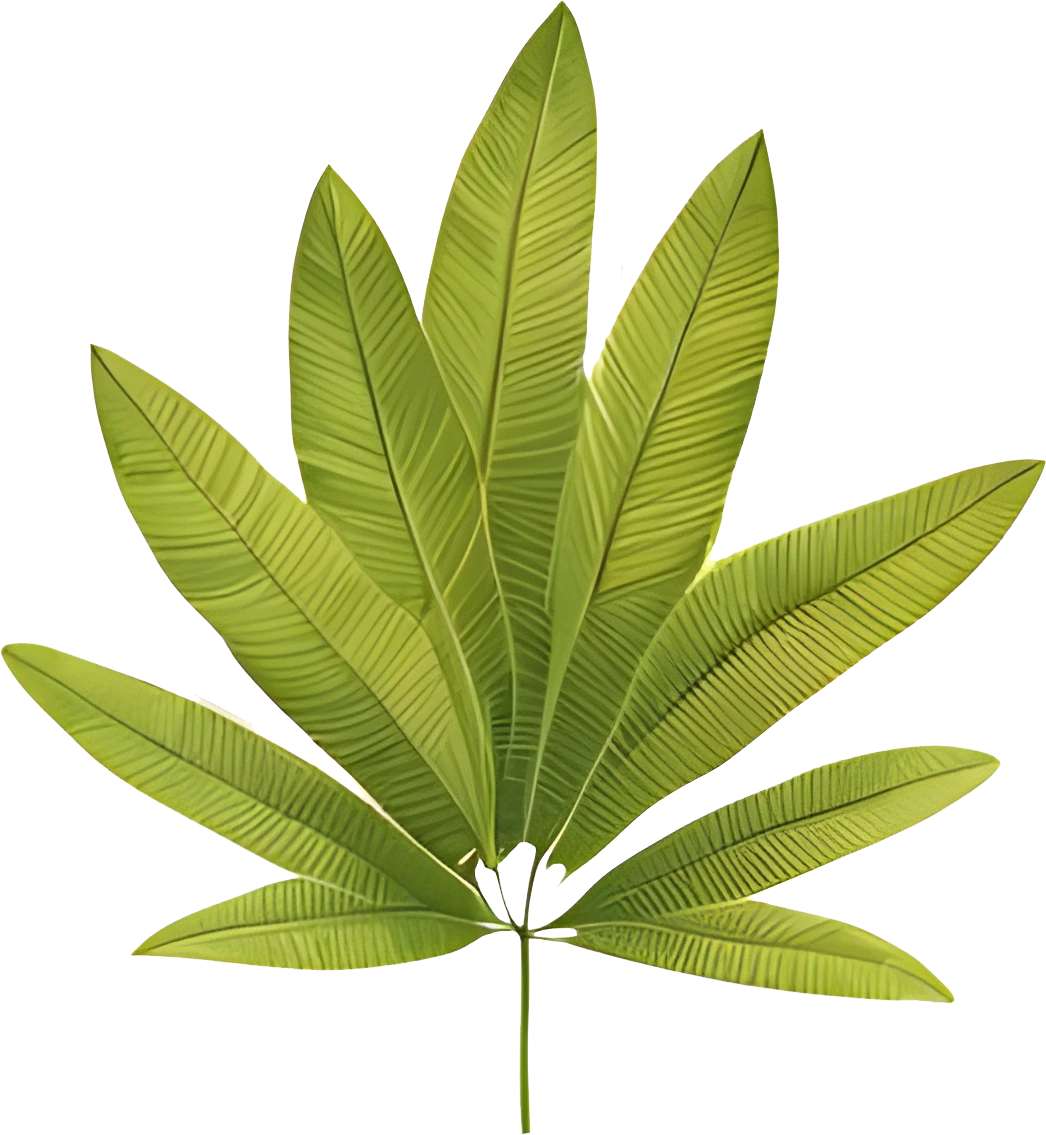High-Res Leaf PNG Green Foliage Image, Tropical different type exotic leaves set. Jungle plants. Calathea, Monstera and different style of palm leaves_11.webp
